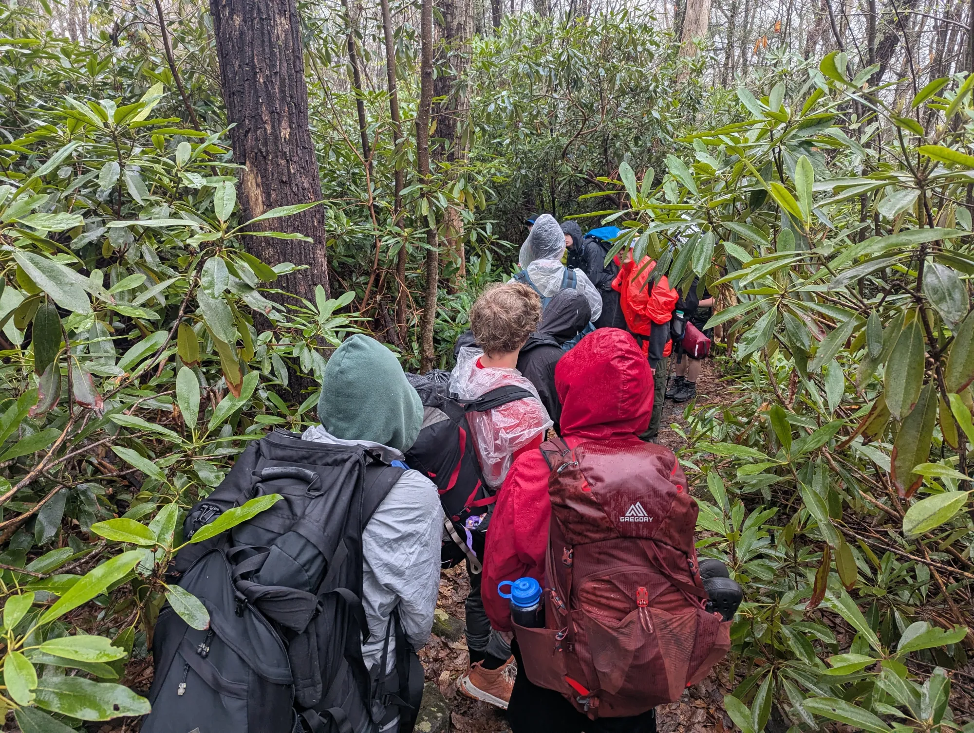 Backpacking through a rhododendron tunnel